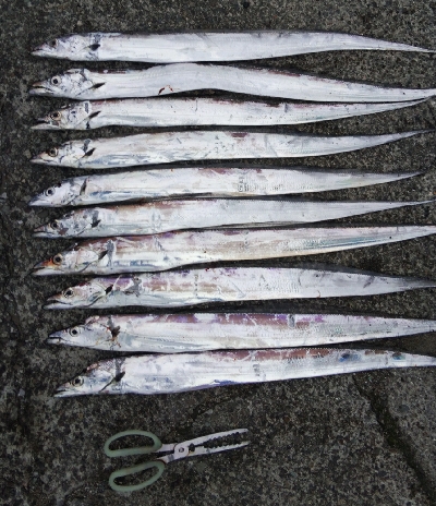 タチウオとツバス