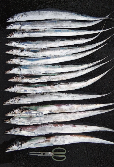 タチウオテンヤ