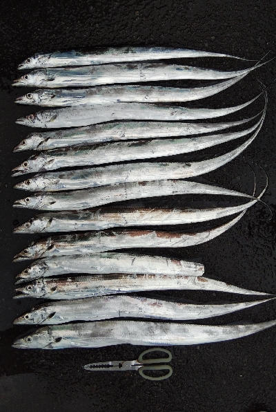 タチウオテンヤ