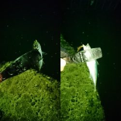 アジングならぬサバング