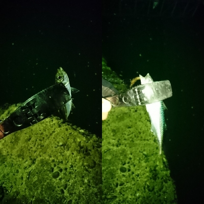 アジングならぬサバング