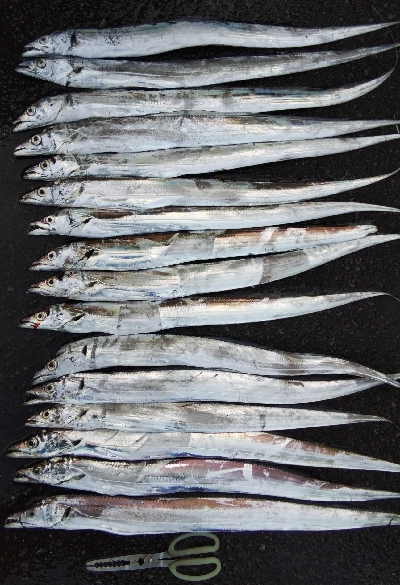 タチウオテンヤ