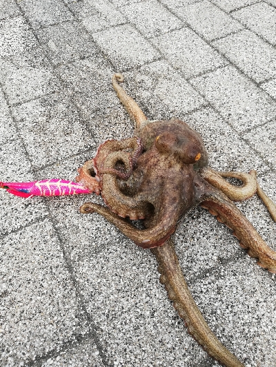 4ヵ月ぶりのタコ