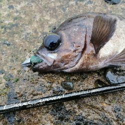 メバルまだいる