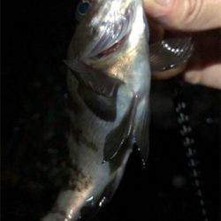 小雨メバリング