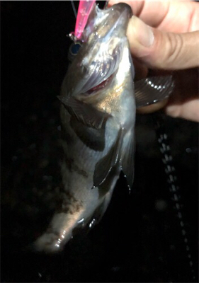小雨メバリング