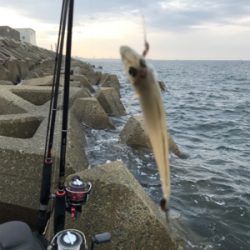 木材港でキス釣り