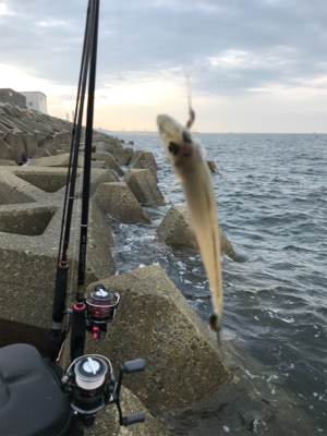 木材港でキス釣り