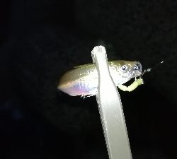 ナイトアジング