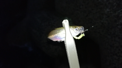 ナイトアジング