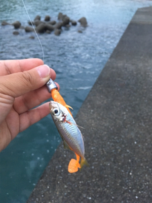 フラットフィッシュ狙い