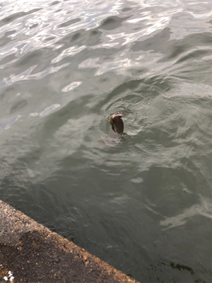 エイ、エイ、エイ…