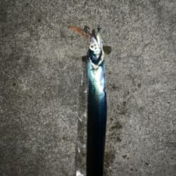 梅雨間のタチウオ!