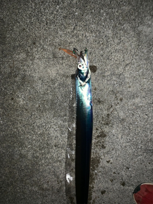 梅雨間のタチウオ！