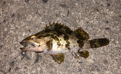 仕事帰りに夜釣り