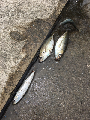 アジが入ってた☆