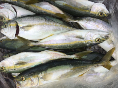梅雨のツバス祭り