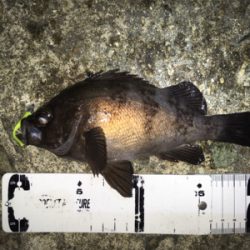 良型梅雨メバル