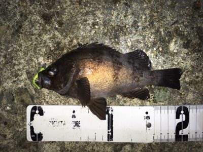 良型梅雨メバル