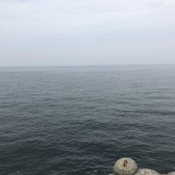 ツバス、ゲット！