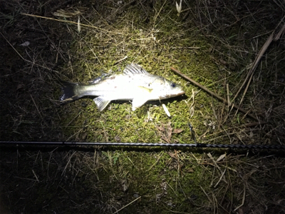 ナイトシーバス