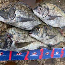 宇野沖 沖磯チヌ