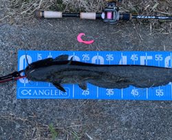 夕方ナマズゲーム