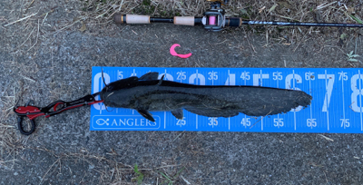 夕方ナマズゲーム