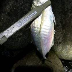 ナイトアジング