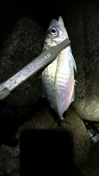 ナイトアジング