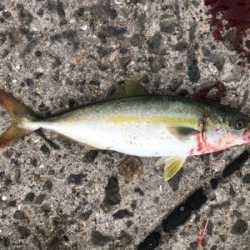 ツバス狙いで入れ食い