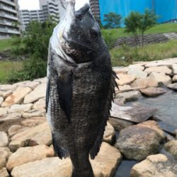 でっかいマチヌ釣ったどー