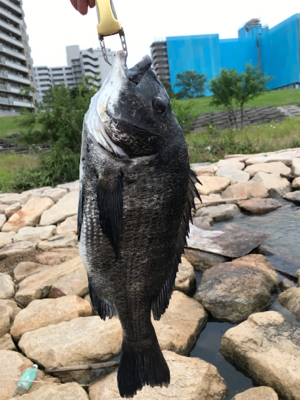 でっかいマチヌ釣ったどー