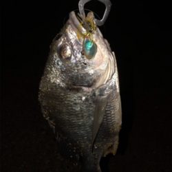 夕まずめチニング