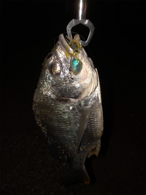 夕まずめチニング