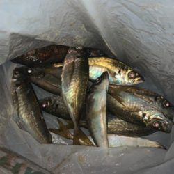 多魚種釣れました(^^)