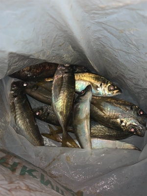 多魚種釣れました(^^)