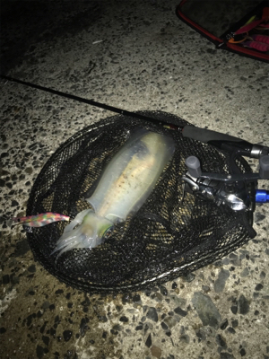 久しぶりのアオリGET(≧∀≦)