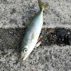 ショアジギング