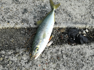 ショアジギング