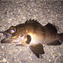 梅雨の合間にメバル