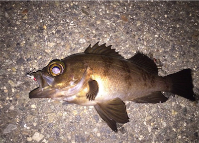 梅雨の合間にメバル