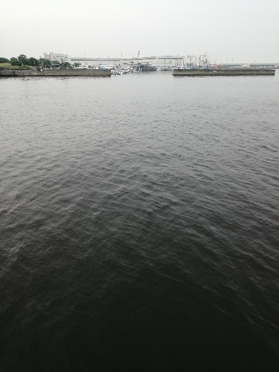 ヘチ釣りからのツバス狙い