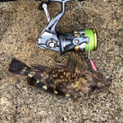 ガシラがつりたいわけじゃ‥。