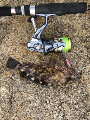 ガシラがつりたいわけじゃ‥。