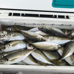 メクリアジ  須磨  純栄丸