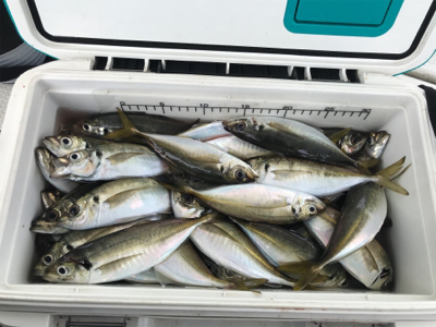 メクリアジ  須磨  純栄丸