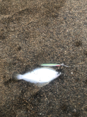 ショアジギング 道南津軽海峡