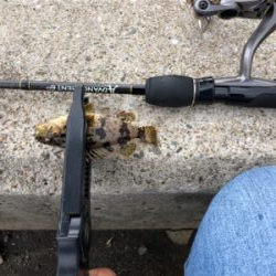 アジを探して・・。