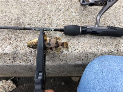 アジを探して・・。